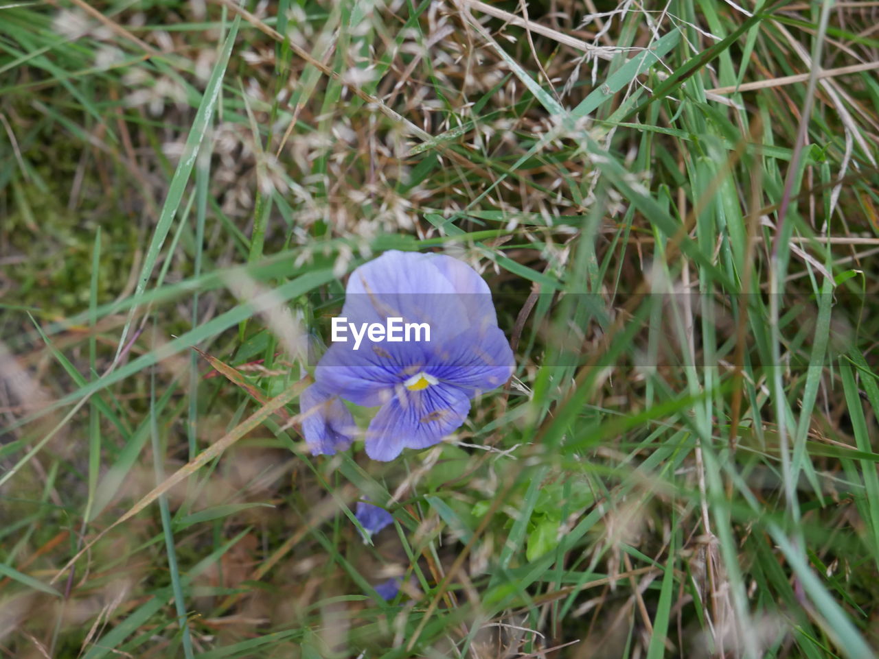 HIGH ANGLE VIEW OF PURPLE FLOWER