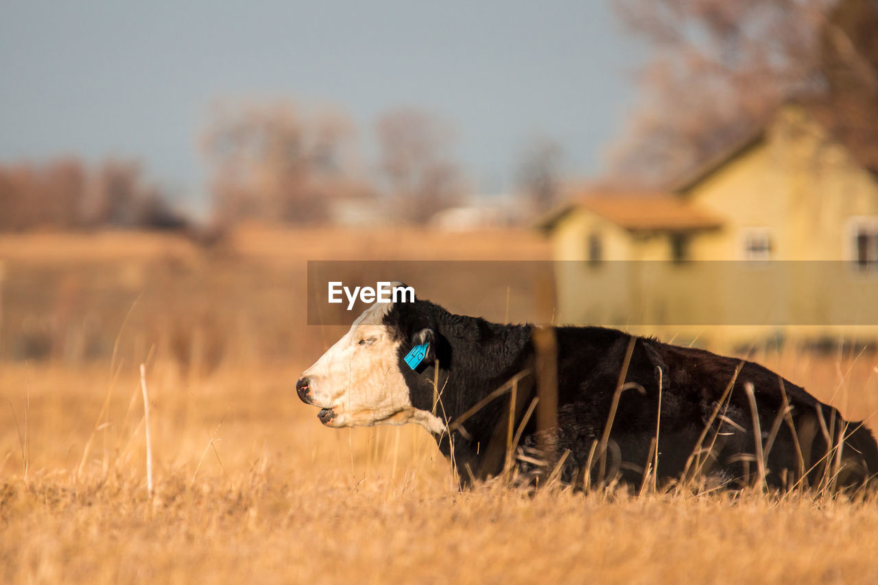 CLOSE-UP OF DOG ON FIELD BY TREE