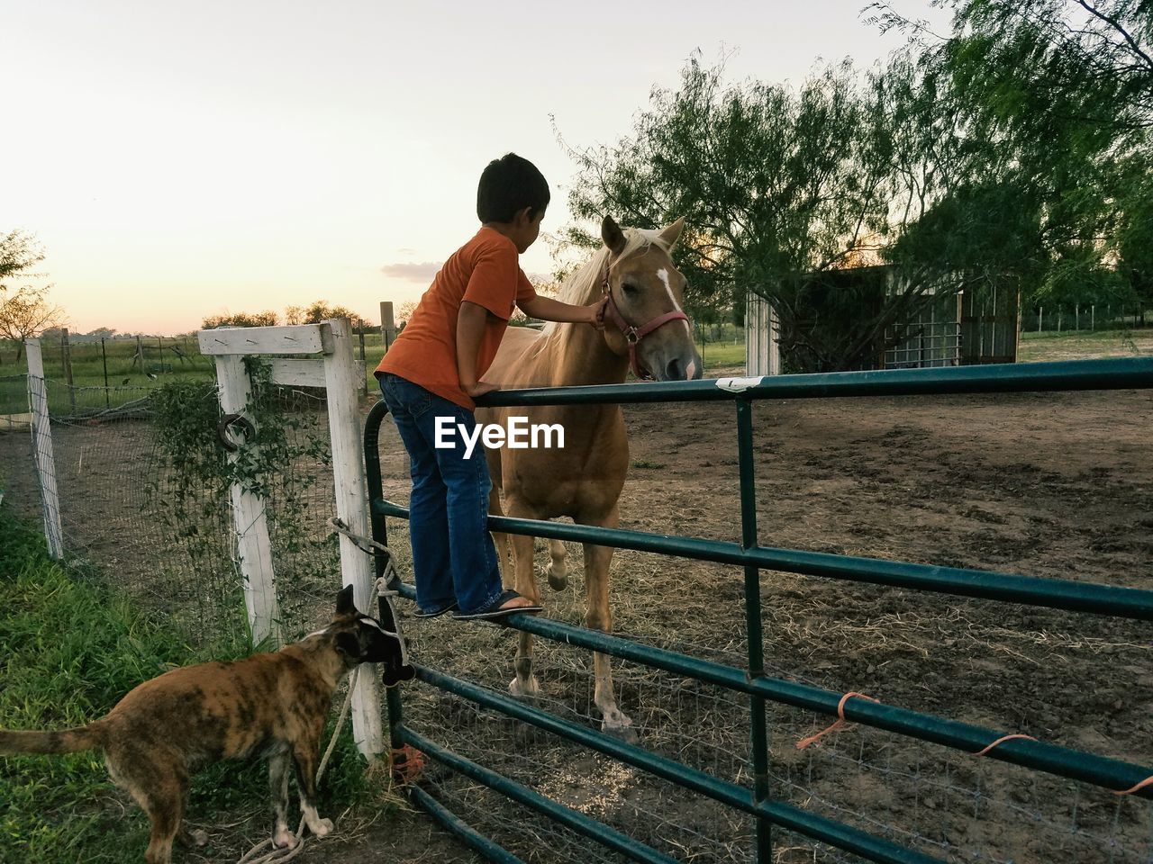 Boy with dog and horse