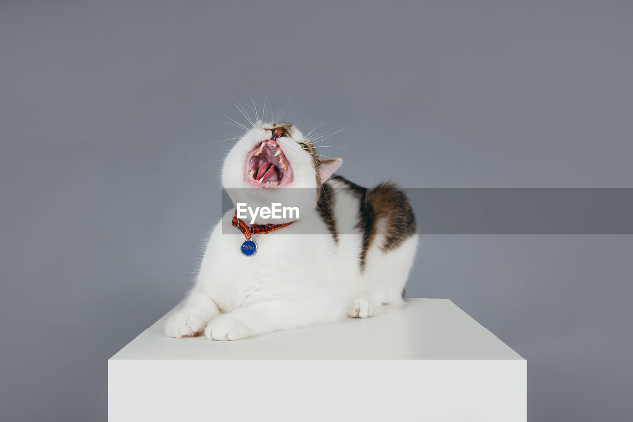 Close-up of cat on cube against gray background