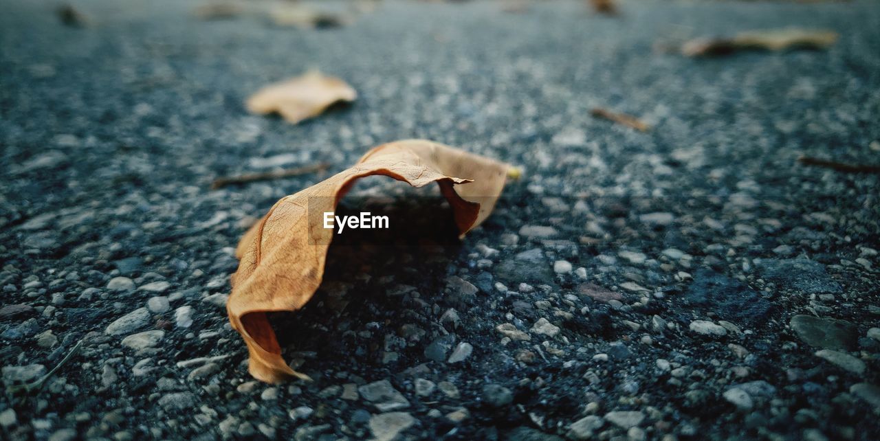 Close-up of dry leaf on road