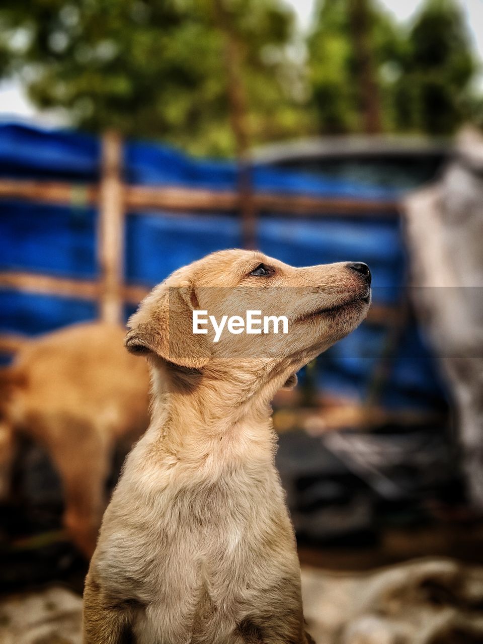 CLOSE-UP OF A DOG LOOKING AWAY OUTDOORS