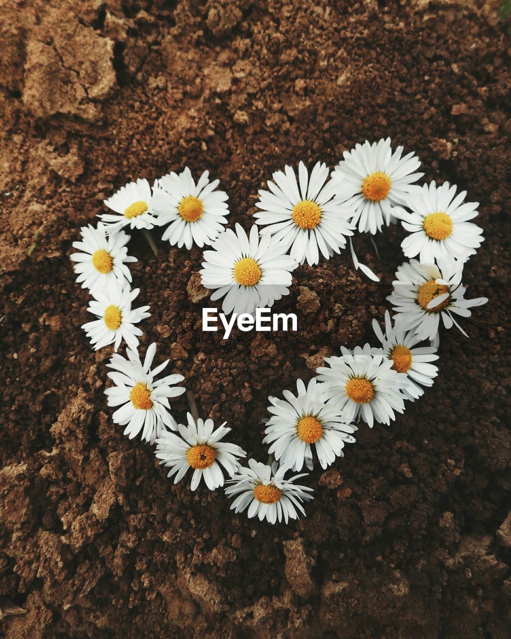 DIRECTLY ABOVE SHOT OF WHITE FLOWERS BLOOMING OUTDOORS