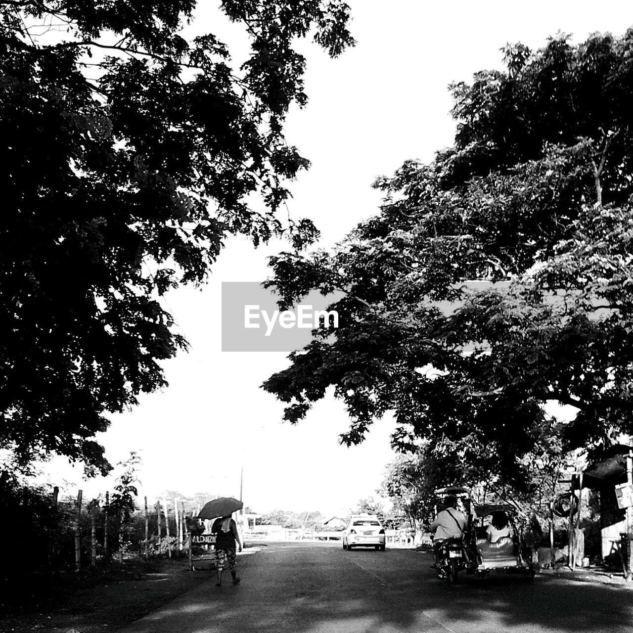 VIEW OF TREES ALONG ROAD