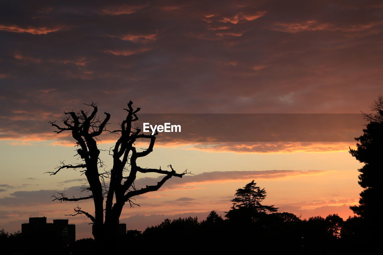 LOW ANGLE VIEW OF SILHOUETTE BARE TREES AGAINST SKY DURING SUNSET