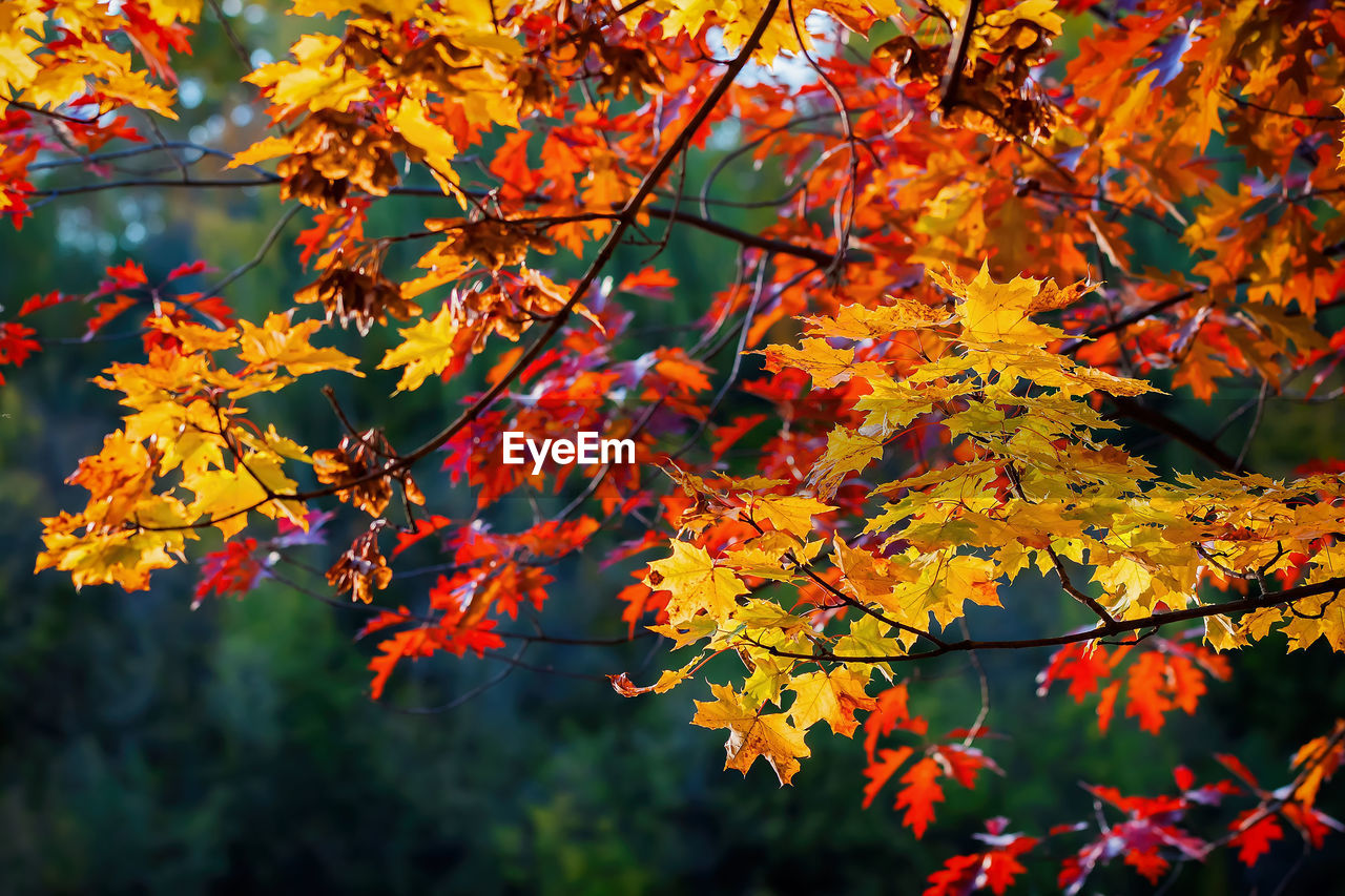 Close-up of maple leaves on tree during autumn