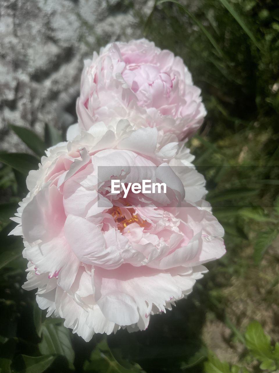 flower, plant, flowering plant, pink, beauty in nature, petal, freshness, close-up, fragility, nature, flower head, inflorescence, growth, no people, blossom, outdoors, focus on foreground, day, springtime, rose, leaf, plant part, white