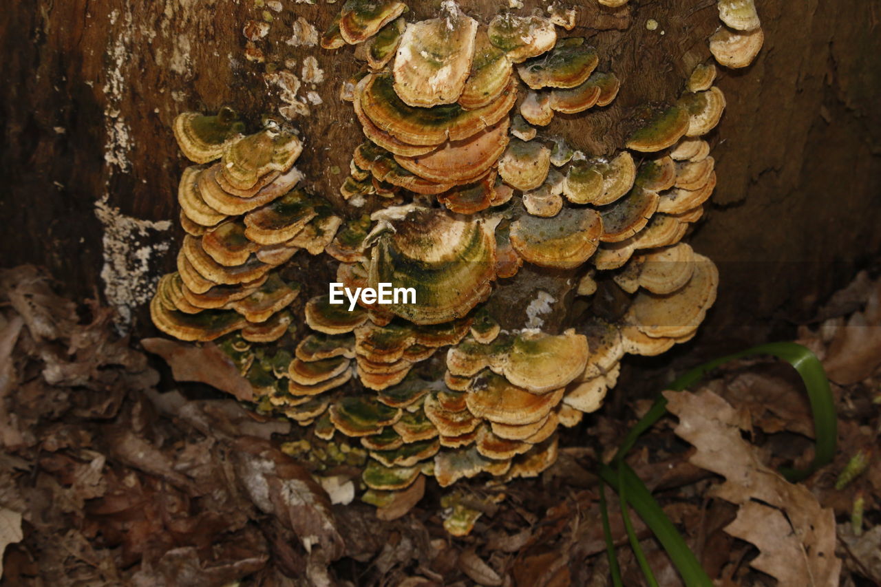 CLOSE-UP OF LOGS ON TREE