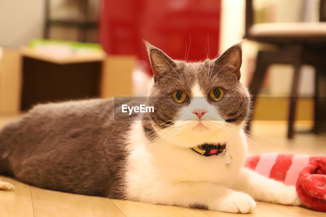 CLOSE-UP PORTRAIT OF A CAT WITH EYES