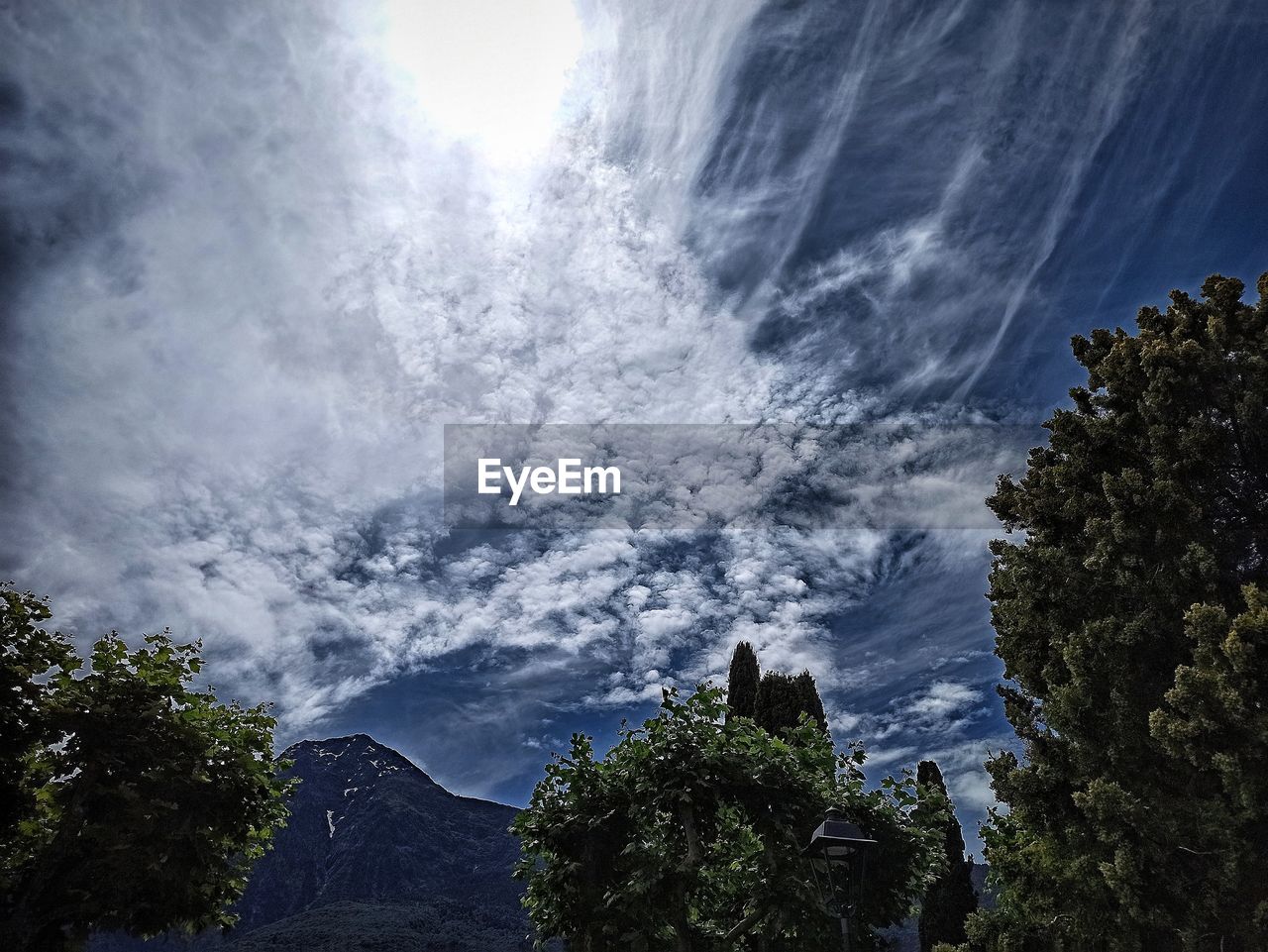 LOW ANGLE VIEW OF TREES ON MOUNTAIN
