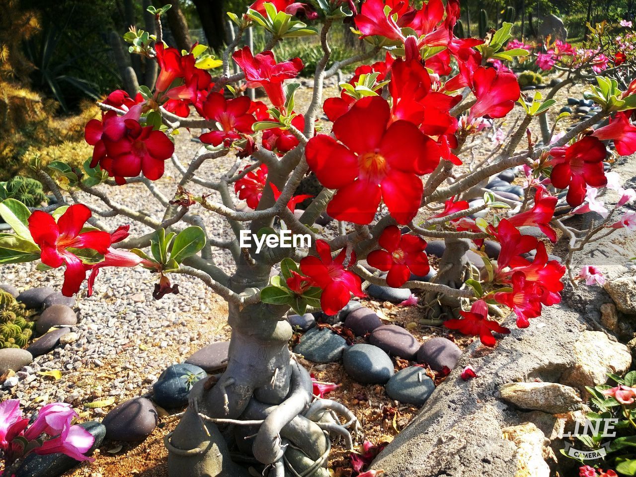 CLOSE-UP OF PLANTS AGAINST TREES