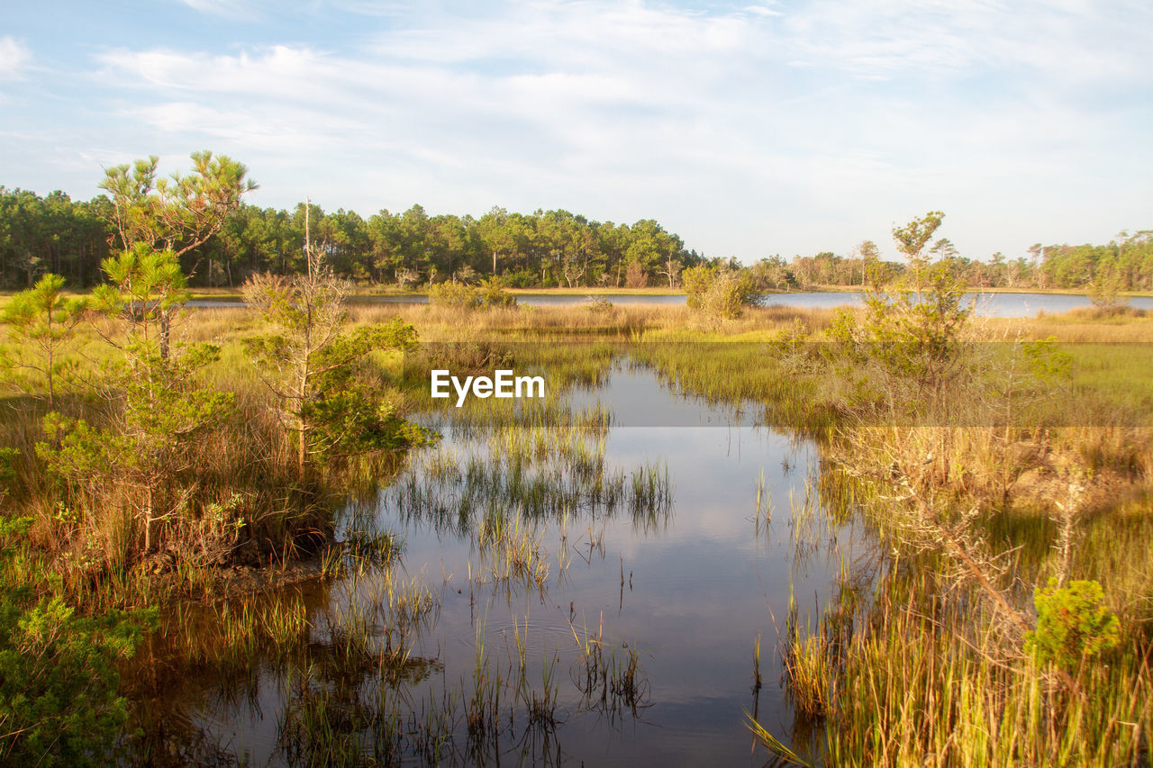 Scenic view of marsh against sky croatan national forest outer banks north carolina 