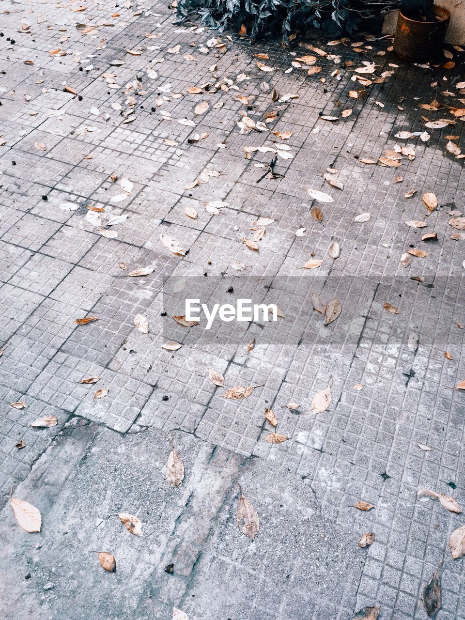 HIGH ANGLE VIEW OF AUTUMN LEAF ON GROUND