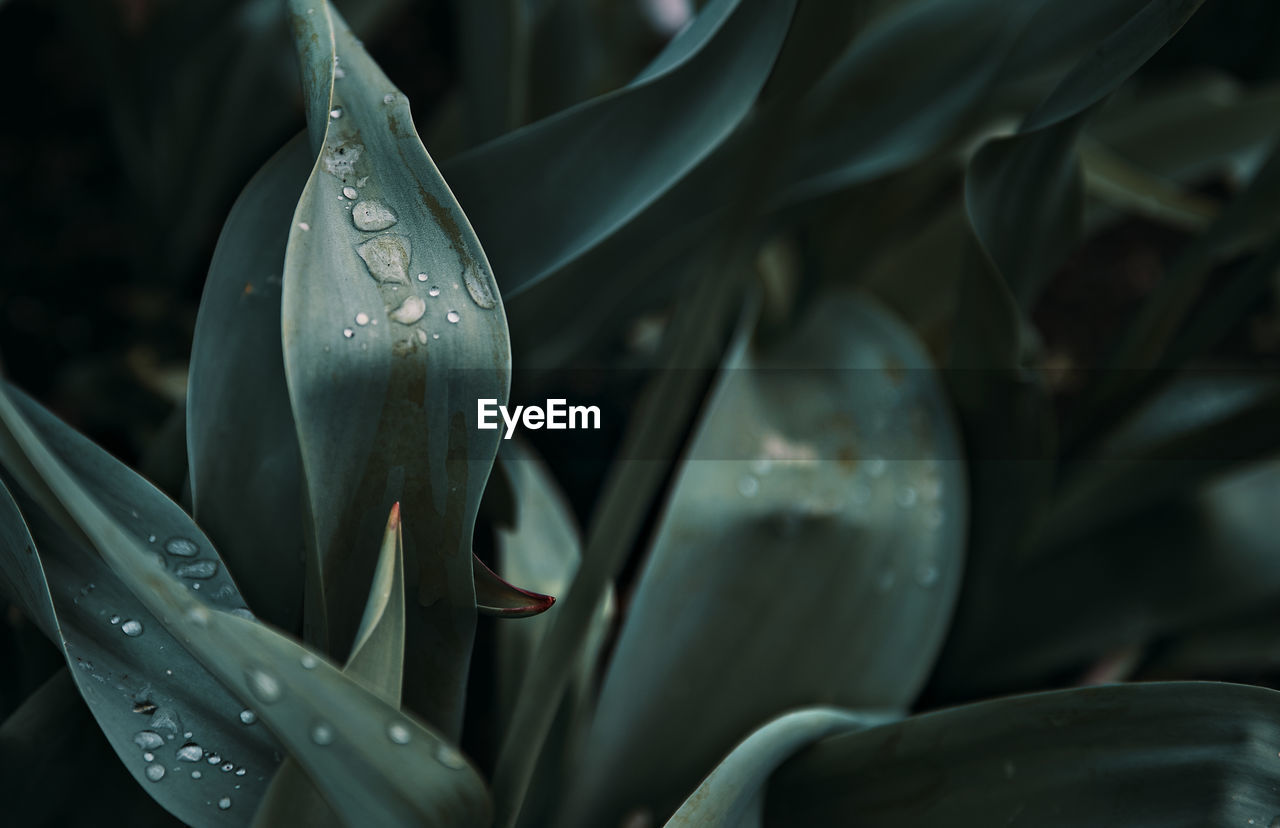 Close-up of water drops on flower