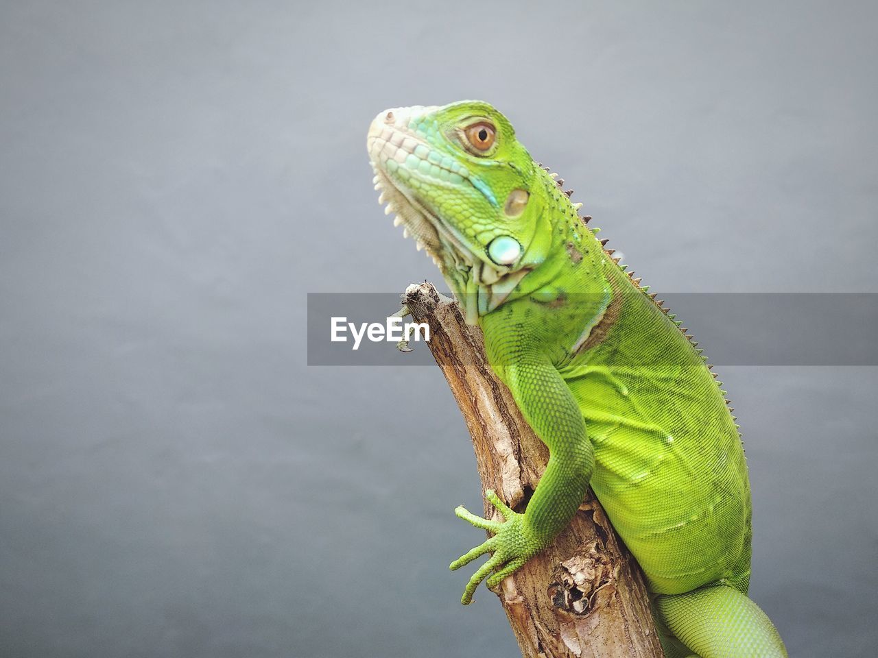 CLOSE-UP OF GREEN LIZARD ON LEAF