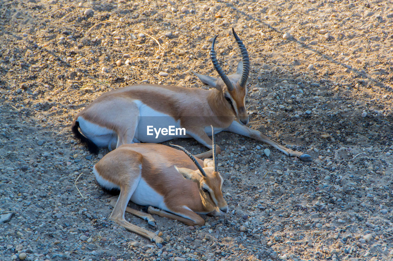 HIGH ANGLE VIEW OF A DOG ON GROUND