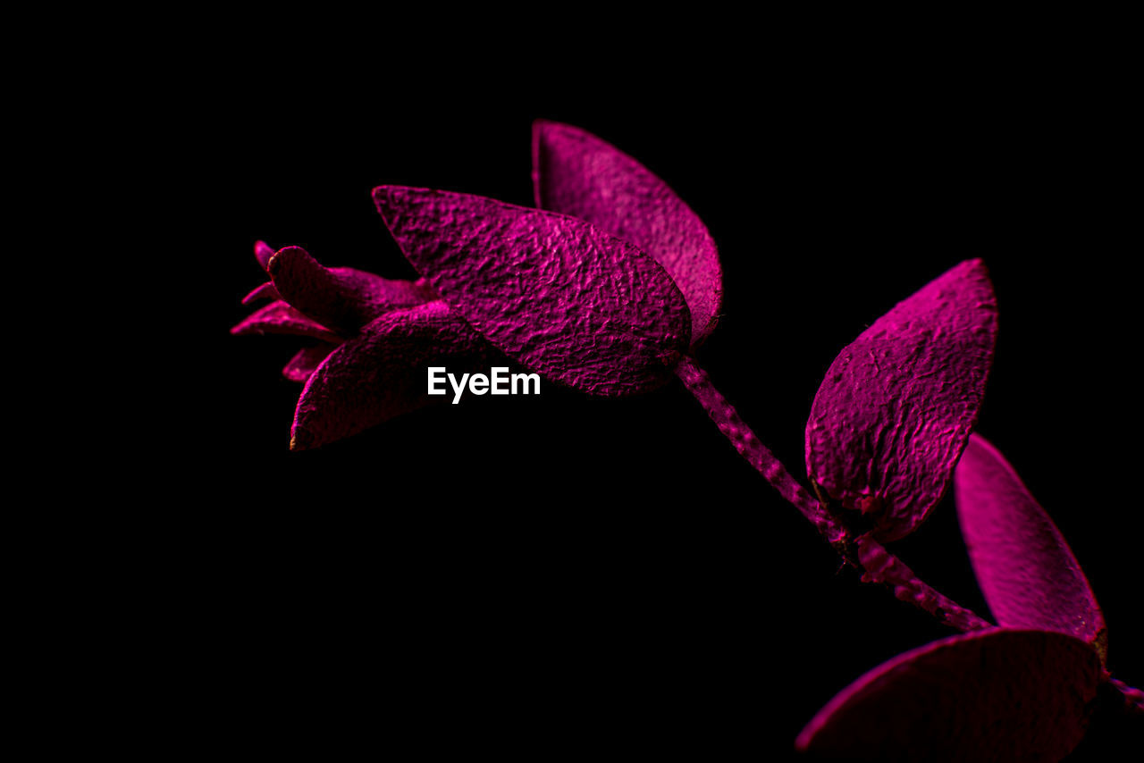 CLOSE-UP OF FLOWERS OVER BLACK BACKGROUND