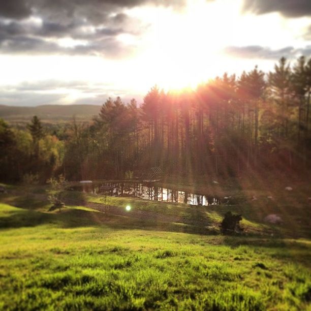 SUN SHINING THROUGH TREES ON LANDSCAPE