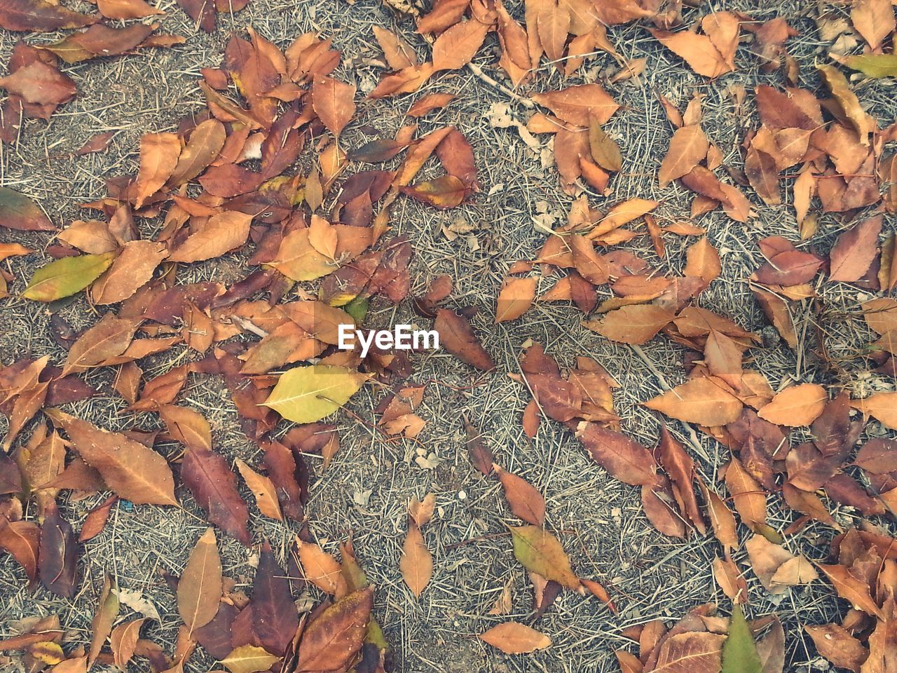 Directly above view of dry fallen leaves on field