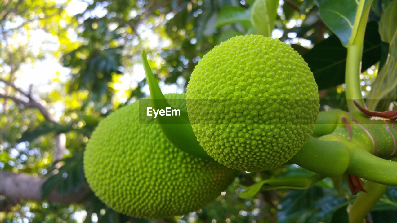 CLOSE-UP OF GREEN LEAVES