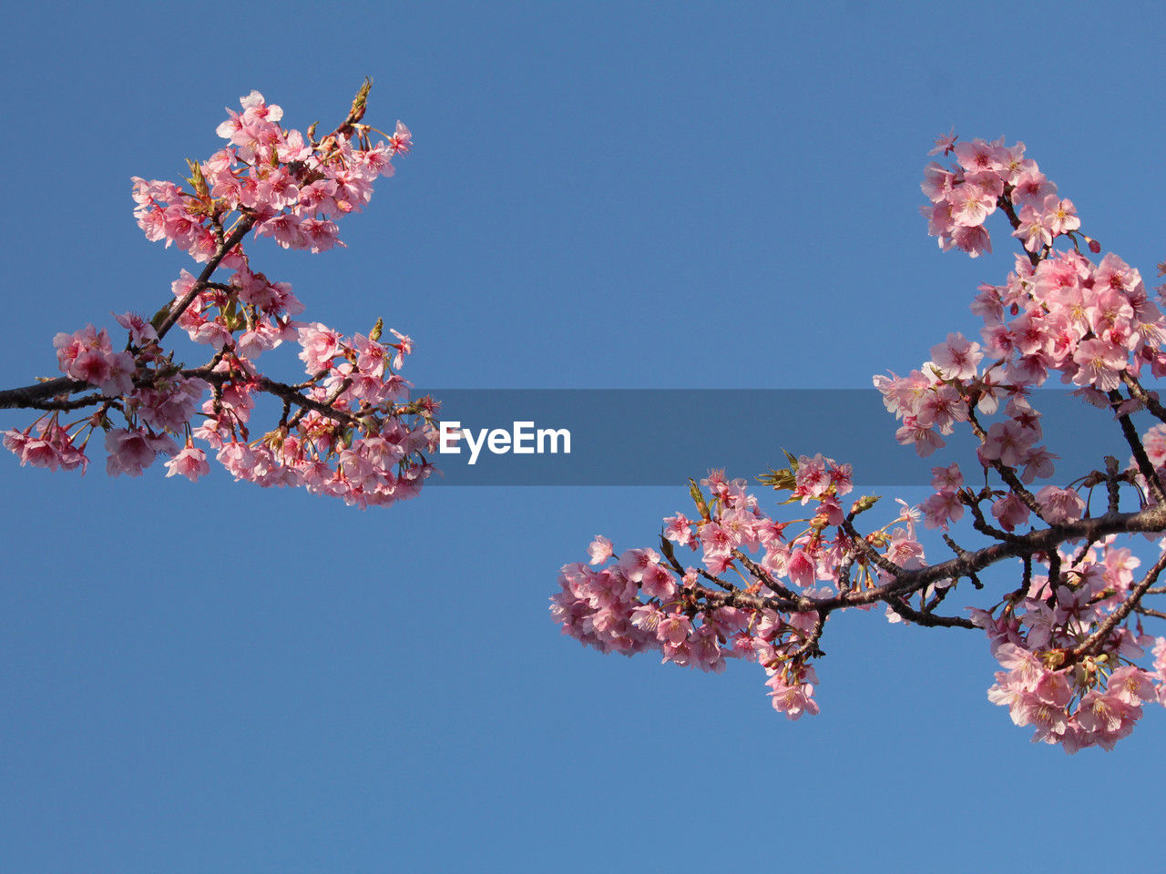 plant, flower, tree, blossom, cherry blossom, flowering plant, springtime, sky, beauty in nature, nature, fragility, pink, branch, blue, freshness, spring, clear sky, growth, petal, cherry tree, no people, outdoors, low angle view, produce, fruit tree, sunny, copy space, day, culture, tranquility