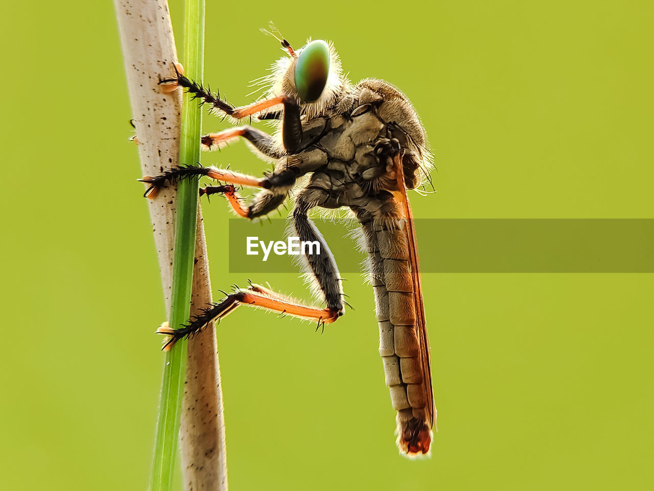 CLOSE-UP OF INSECT ON LEAF