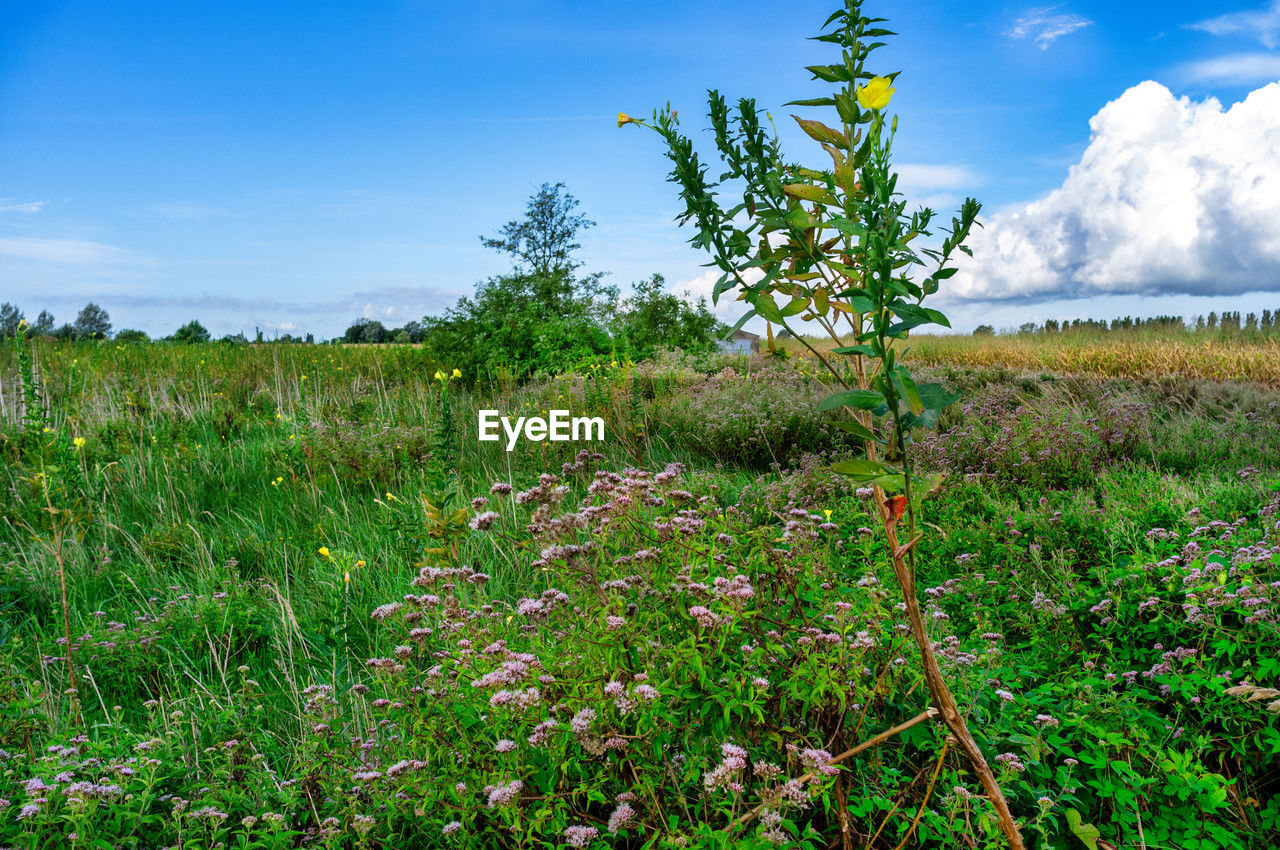 plant, natural environment, sky, grass, nature, grassland, landscape, meadow, environment, land, cloud, vegetation, prairie, flower, field, wildflower, beauty in nature, growth, rural area, no people, tree, green, flowering plant, scenics - nature, hill, blue, outdoors, tranquility, rural scene, forest, day, wilderness, non-urban scene, pasture, freshness, agriculture, food, wetland, plain, tranquil scene, food and drink, woodland, summer, leaf, sunlight, springtime, shrub