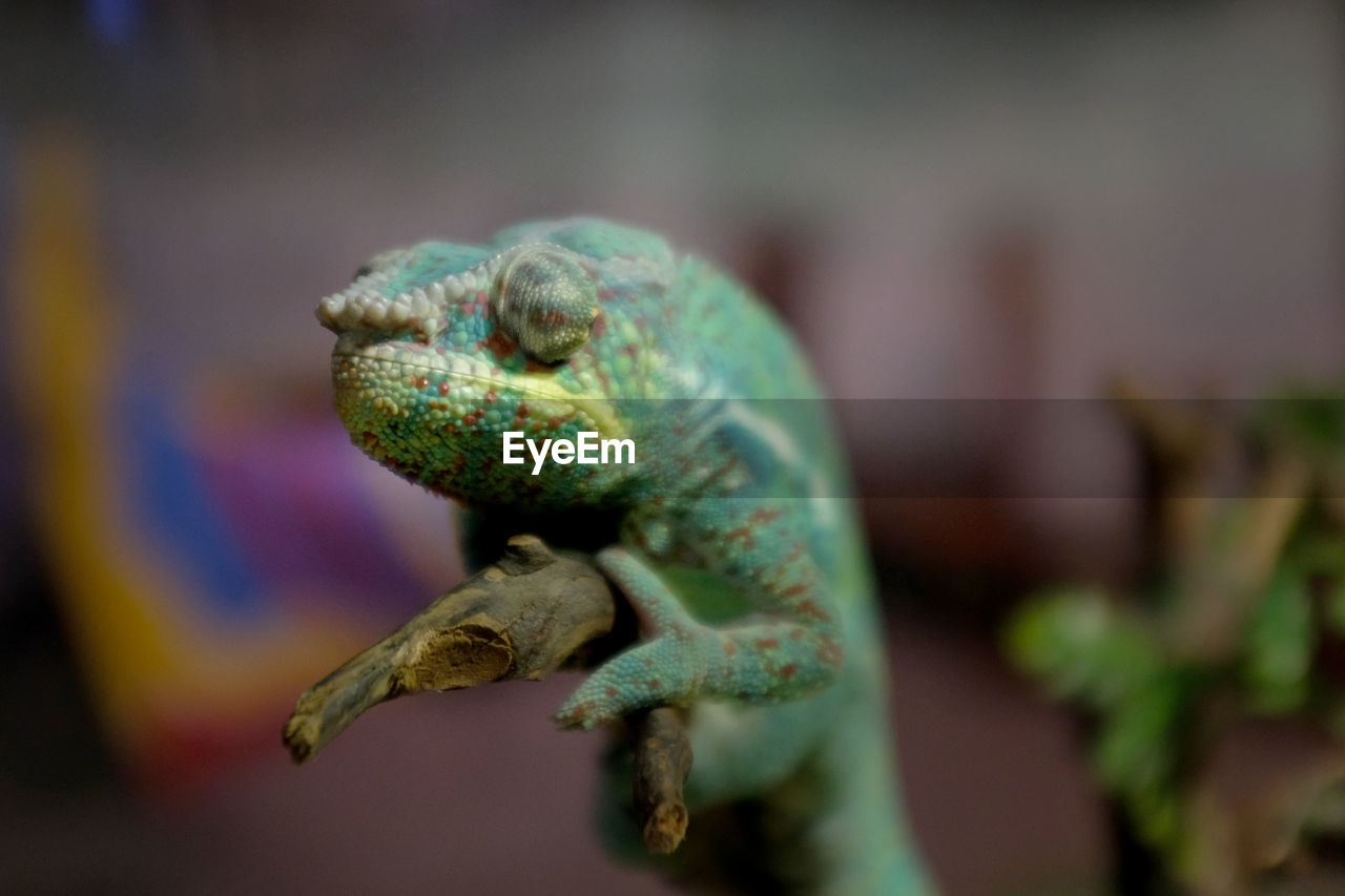 CLOSE-UP OF A LIZARD ON LEAF