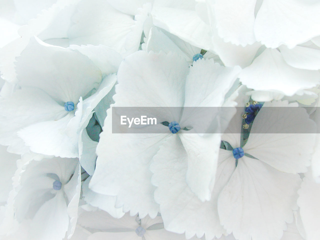 CLOSE-UP OF WHITE FLOWER