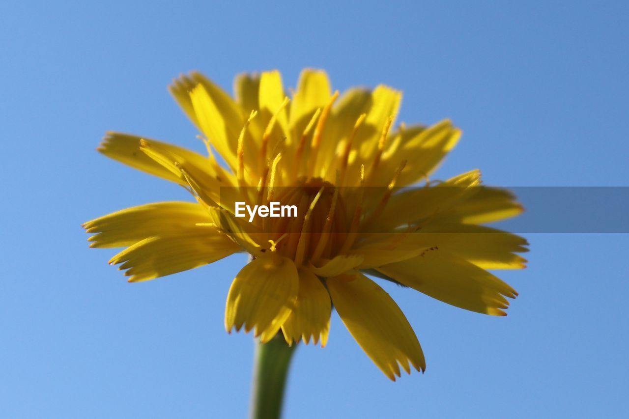 Close-up of yellow flower against clear blue sky