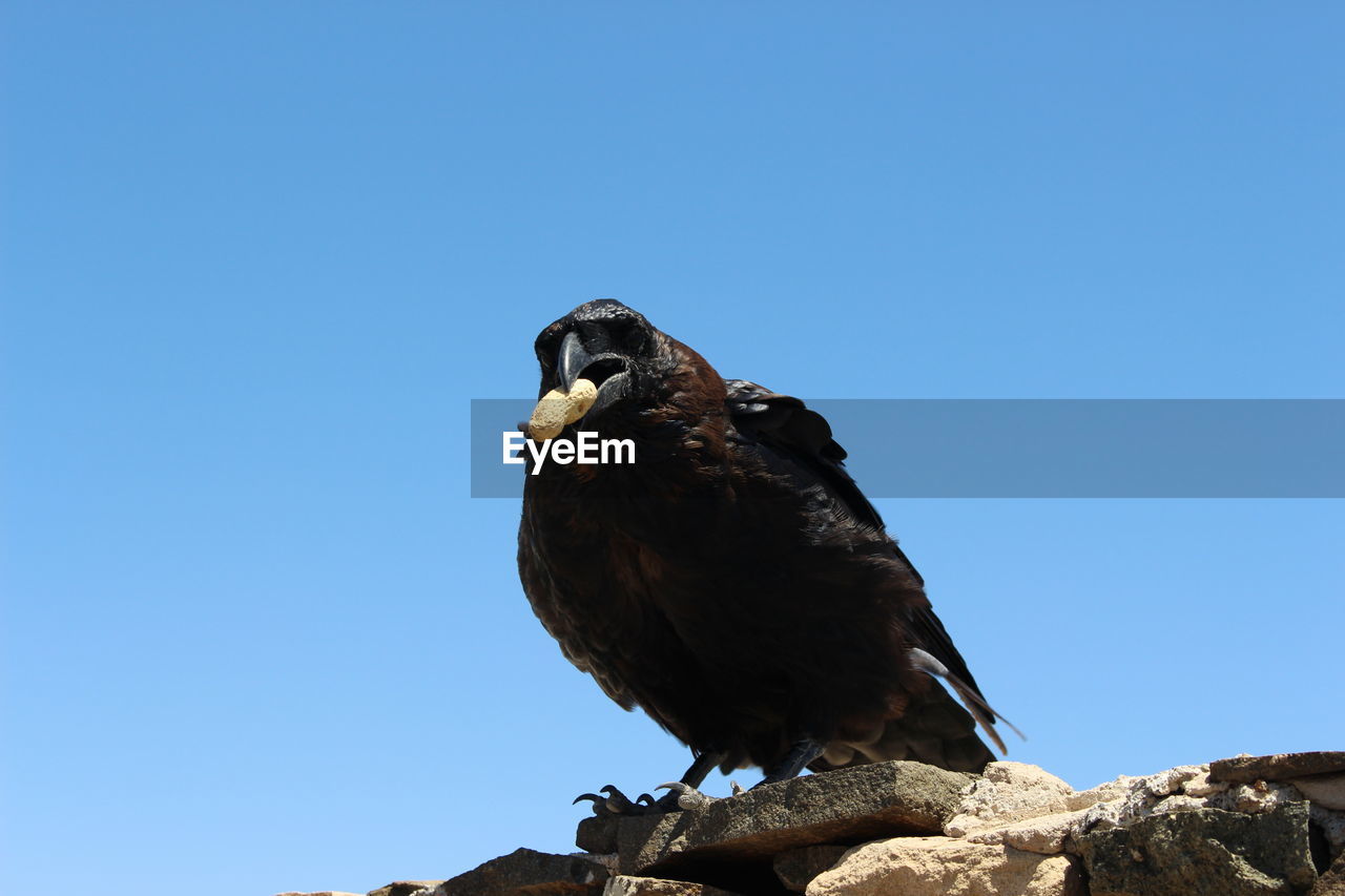 LOW ANGLE VIEW OF EAGLE PERCHING ON ROCK