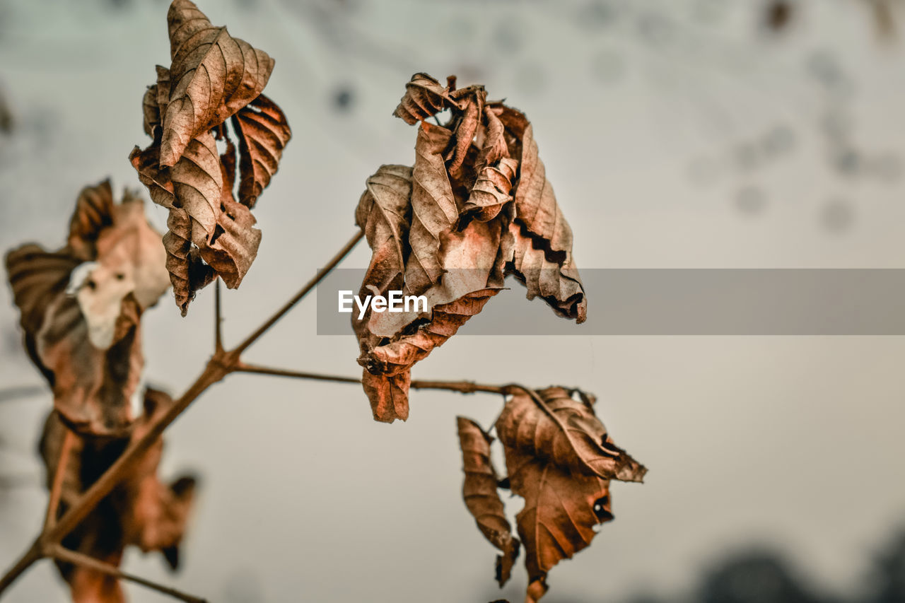 Close-up of dried leaves