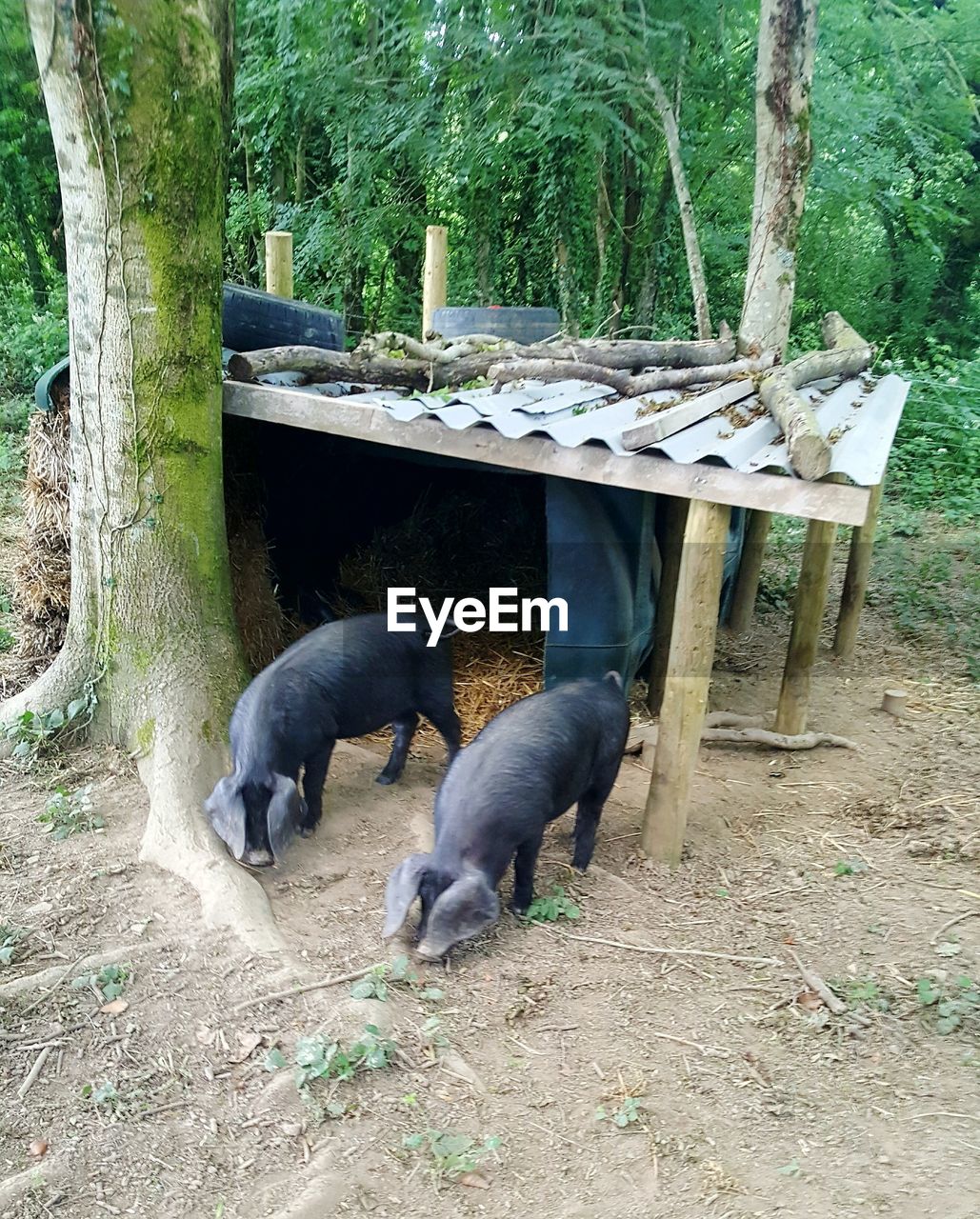Pigs under a shelter in woodland