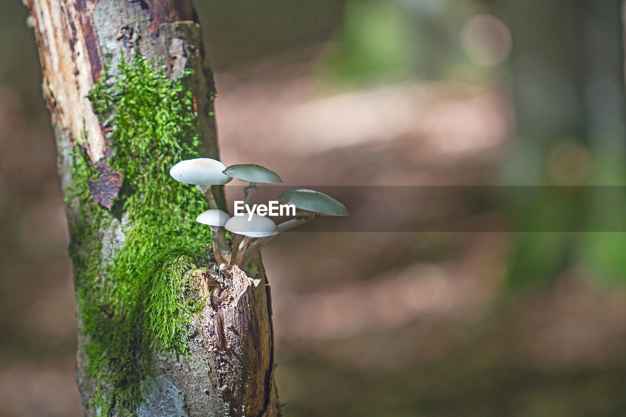 Close-up of mushroom growing on tree trunk