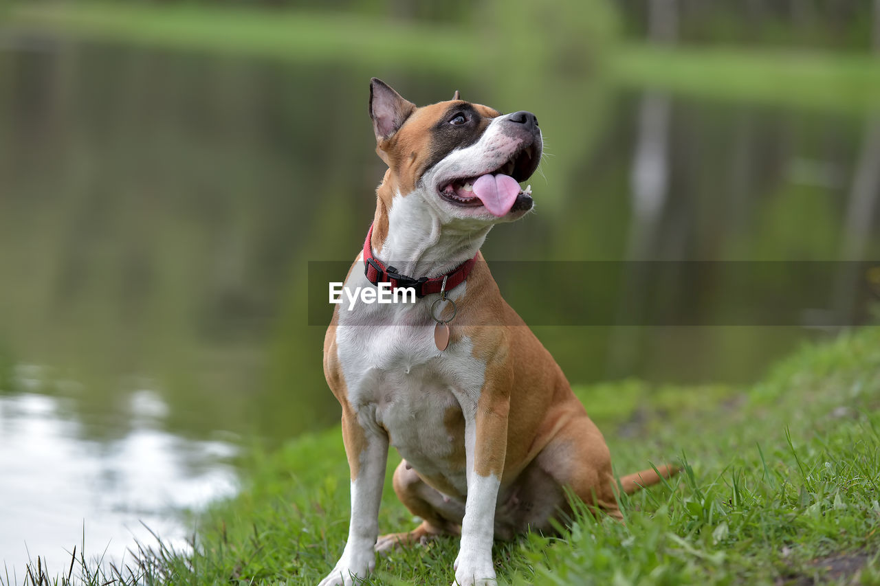 DOG LOOKING AWAY ON GRASS