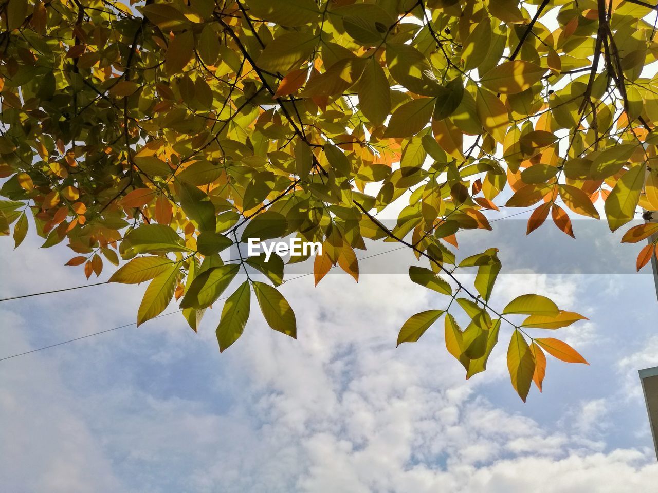 Low angle view of tree against sky during autumn