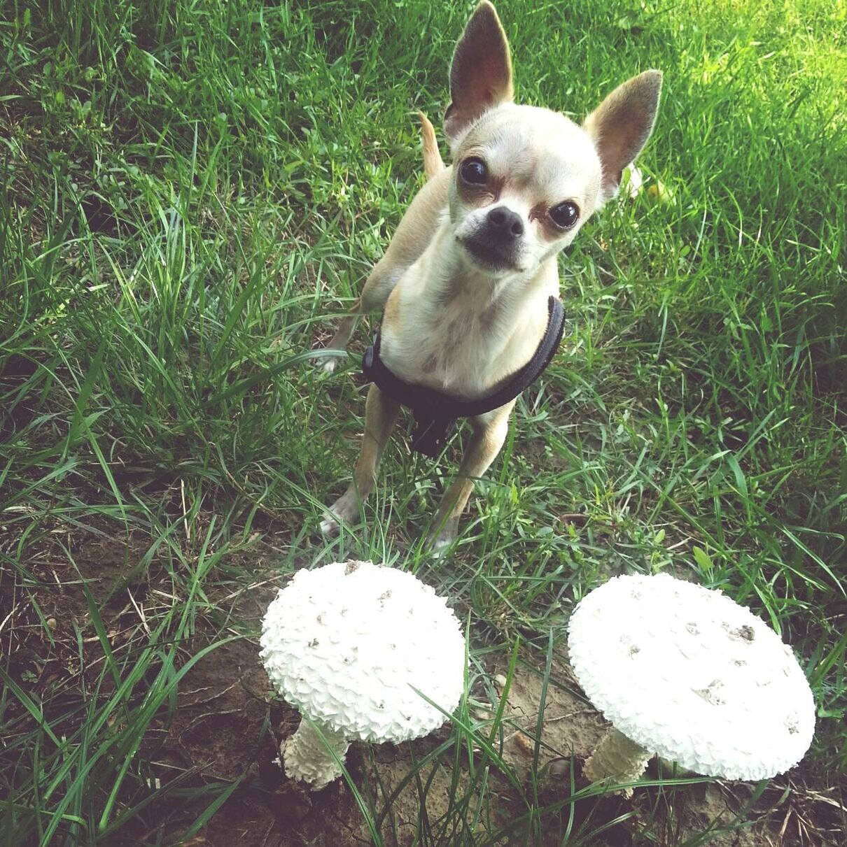 DOG WALKING ON GRASSY FIELD