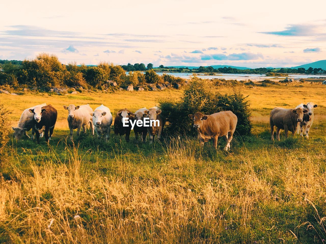 flock of sheep grazing on field