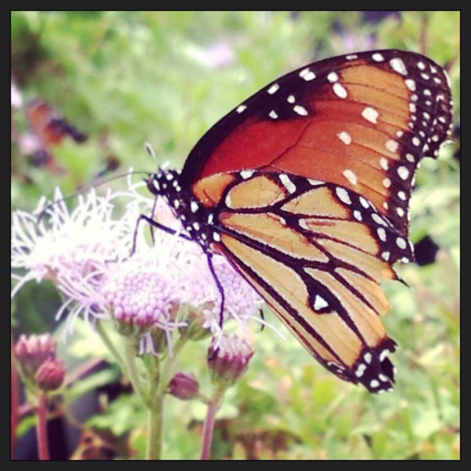 CLOSE-UP OF BUTTERFLY POLLINATING ON FLOWER