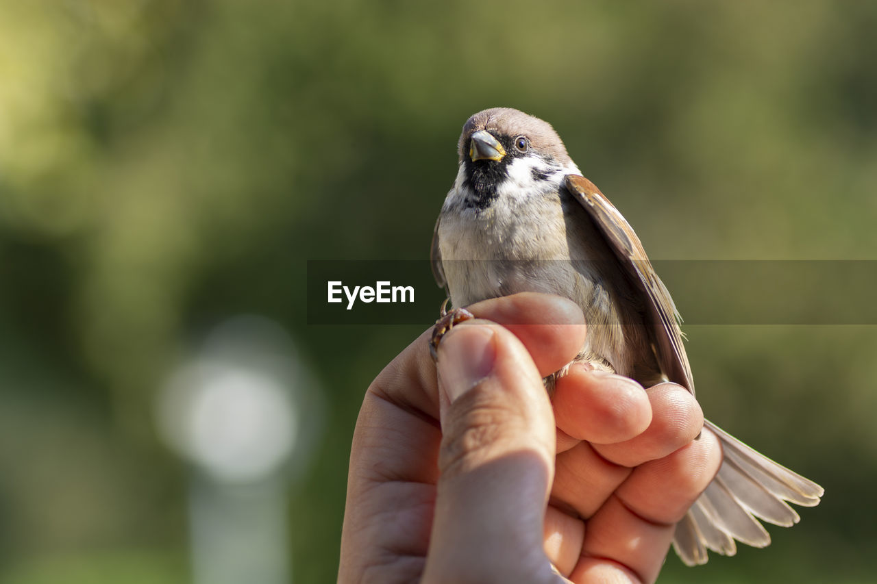 MIDSECTION OF PERSON HOLDING BIRD OUTDOORS