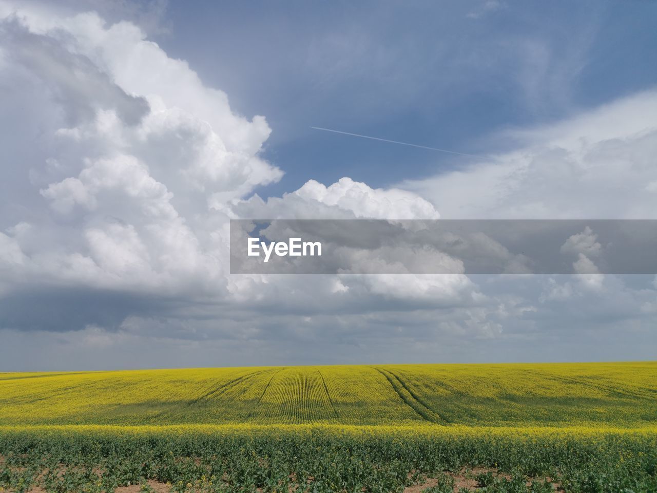 cloud, landscape, sky, environment, beauty in nature, plant, field, land, rural scene, rapeseed, nature, flower, agriculture, scenics - nature, plain, horizon, canola, flowering plant, tranquility, grassland, yellow, growth, crop, tranquil scene, prairie, oilseed rape, freshness, horizon over land, produce, idyllic, farm, meadow, no people, day, vegetable, springtime, rural area, blue, outdoors, fragility, non-urban scene, cloudscape, sunlight, food, grass, abundance, urban skyline, summer, cereal plant, blossom