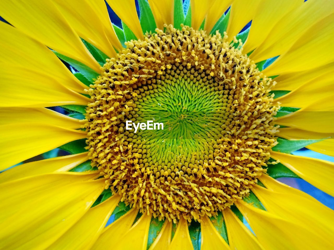 Close-up of sunflower