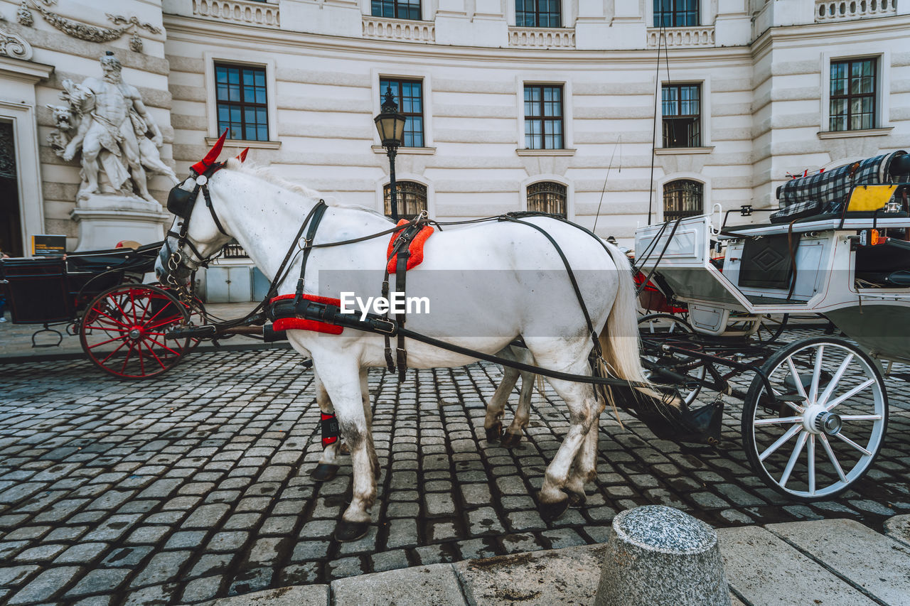 horse standing in front of building