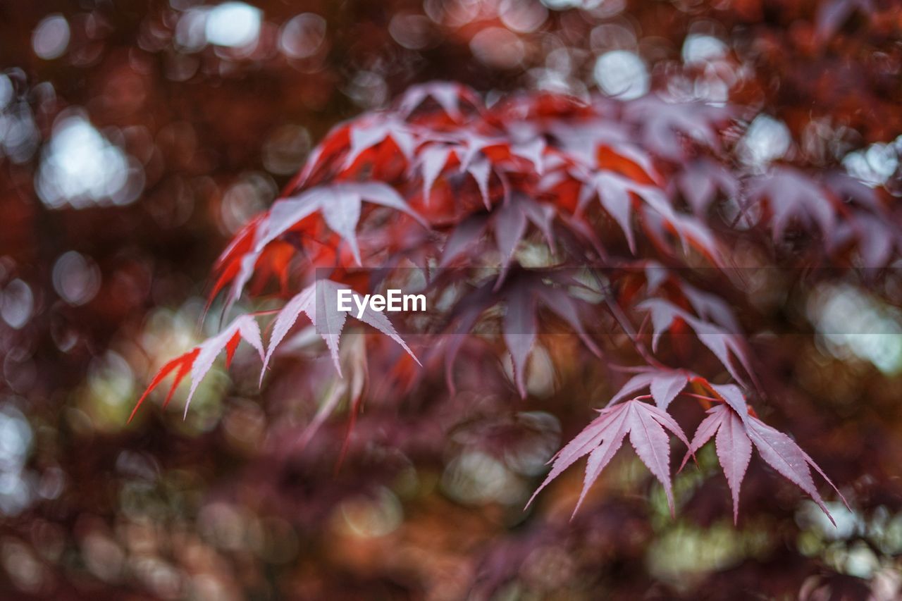 CLOSE-UP OF RED FLOWERING PLANTS