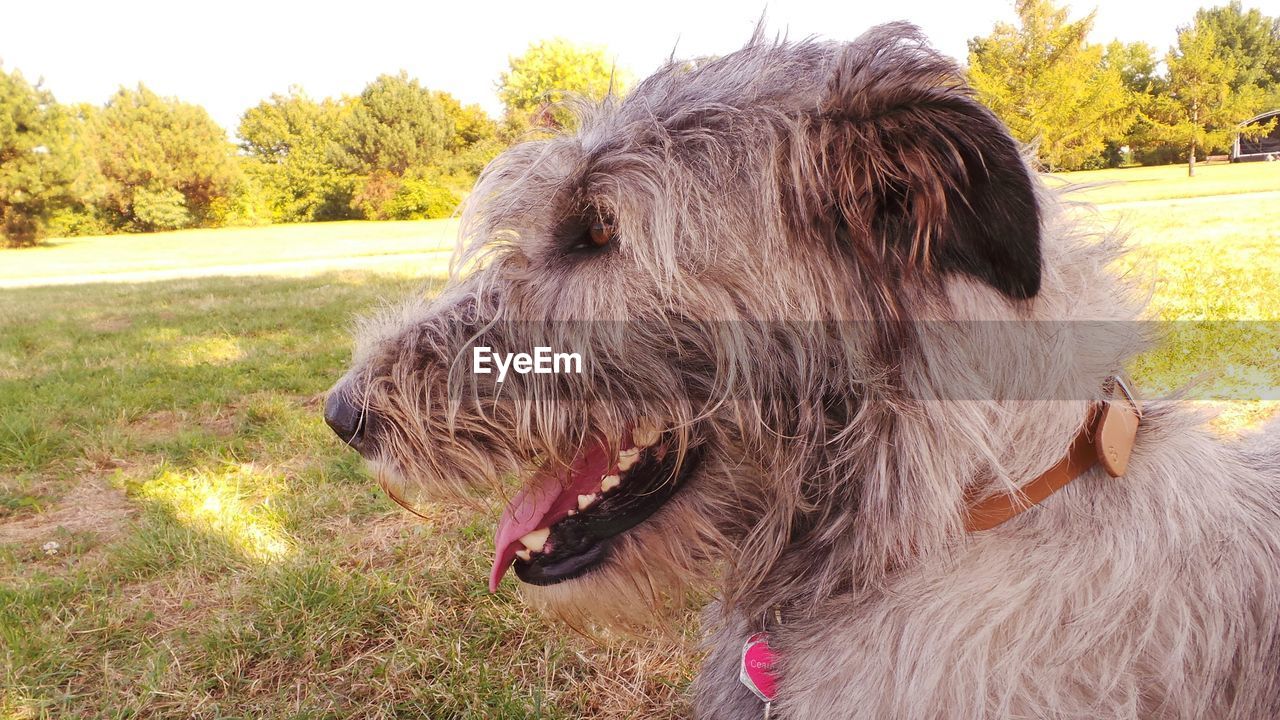 Close-up of dog on field