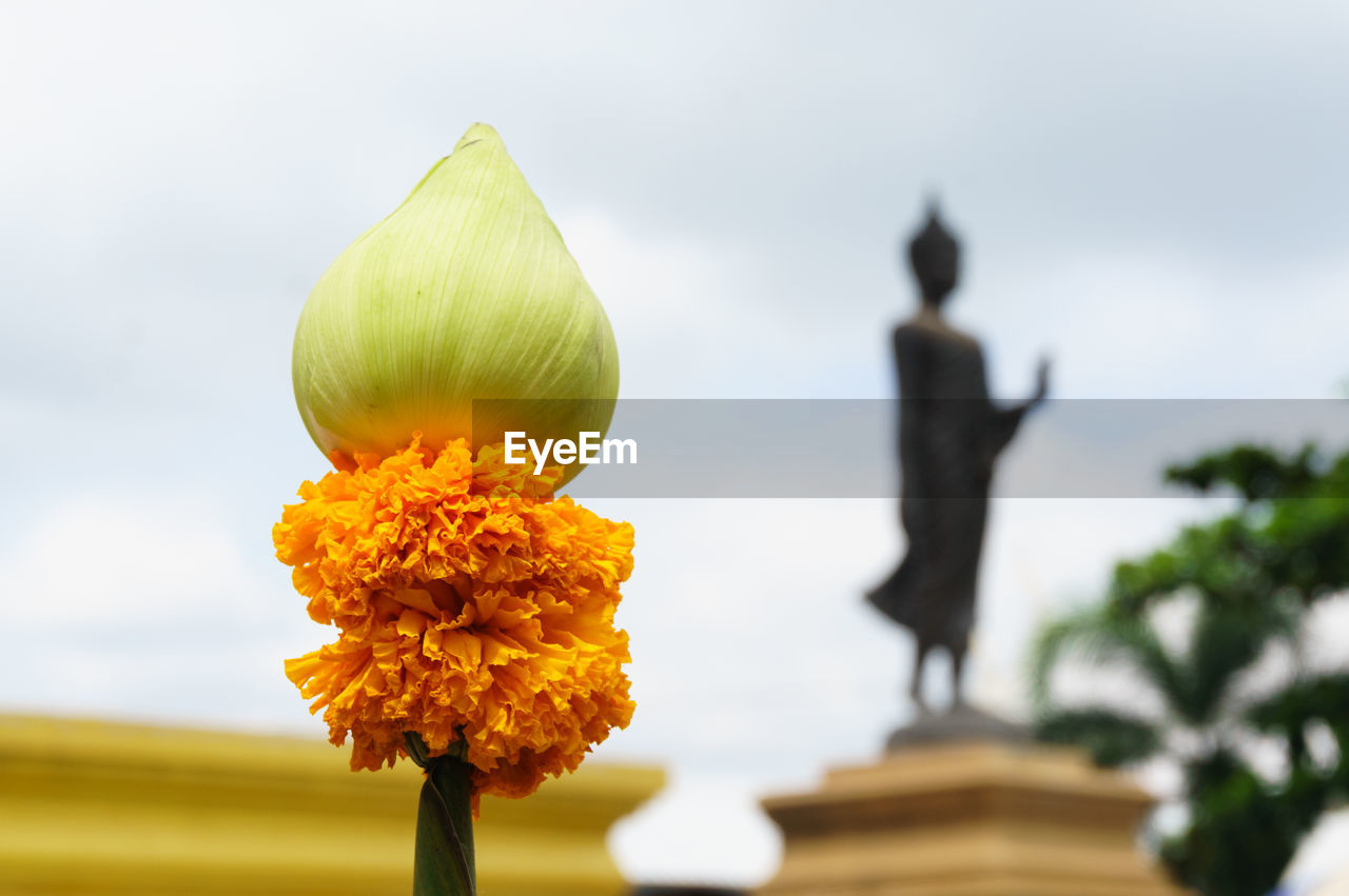 Close-up of marigold flower with buddha statue in background