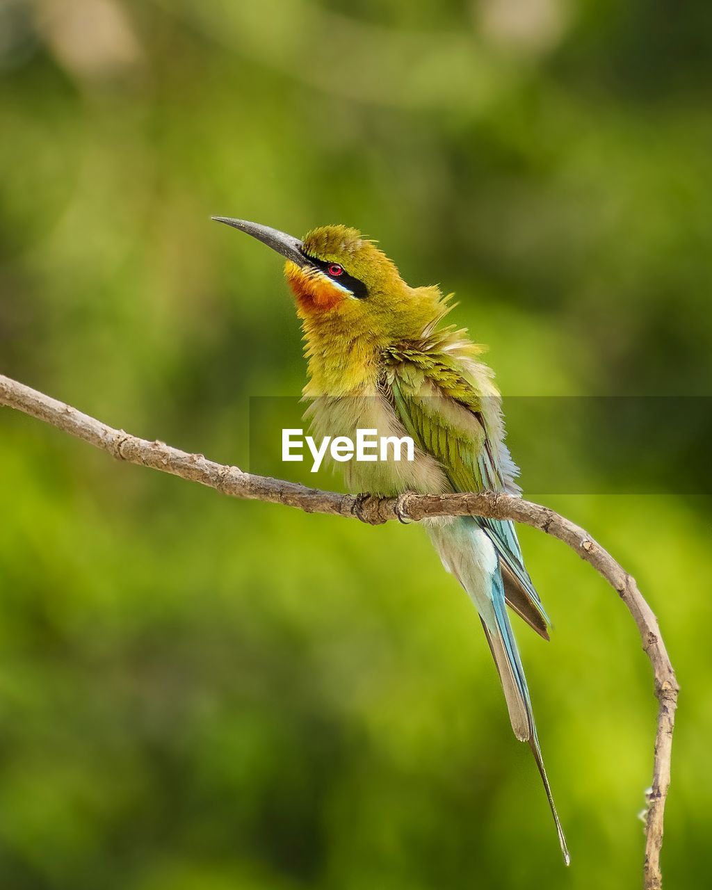 animal themes, animal, bird, animal wildlife, one animal, wildlife, nature, beak, bee eater, yellow, hummingbird, perching, branch, no people, focus on foreground, plant, tree, green, animal body part, outdoors, beauty in nature, rainforest, tropical bird, environment, close-up, full length, forest, day