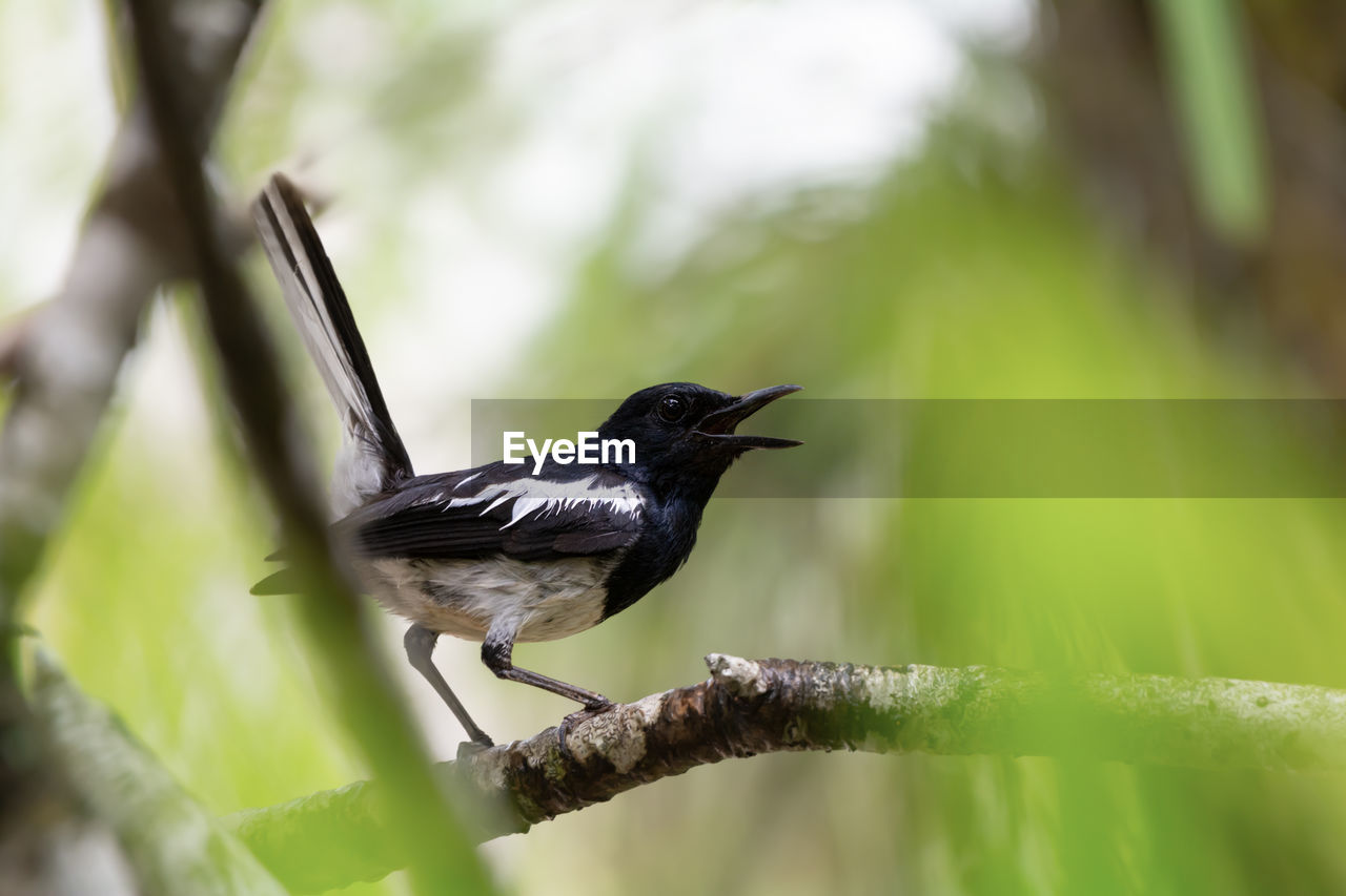 BIRD PERCHING ON A BRANCH