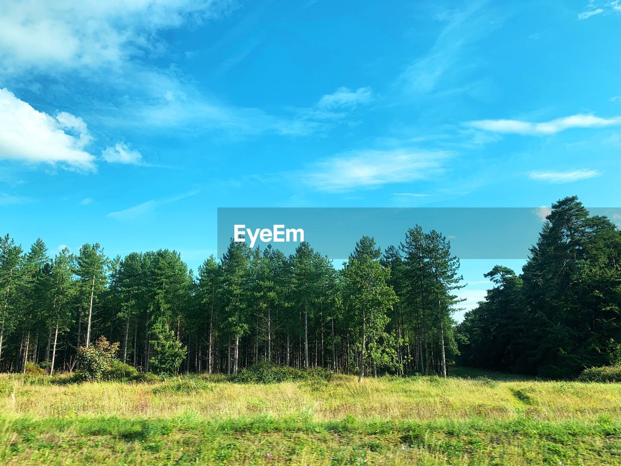 SCENIC VIEW OF TREES ON FIELD AGAINST SKY