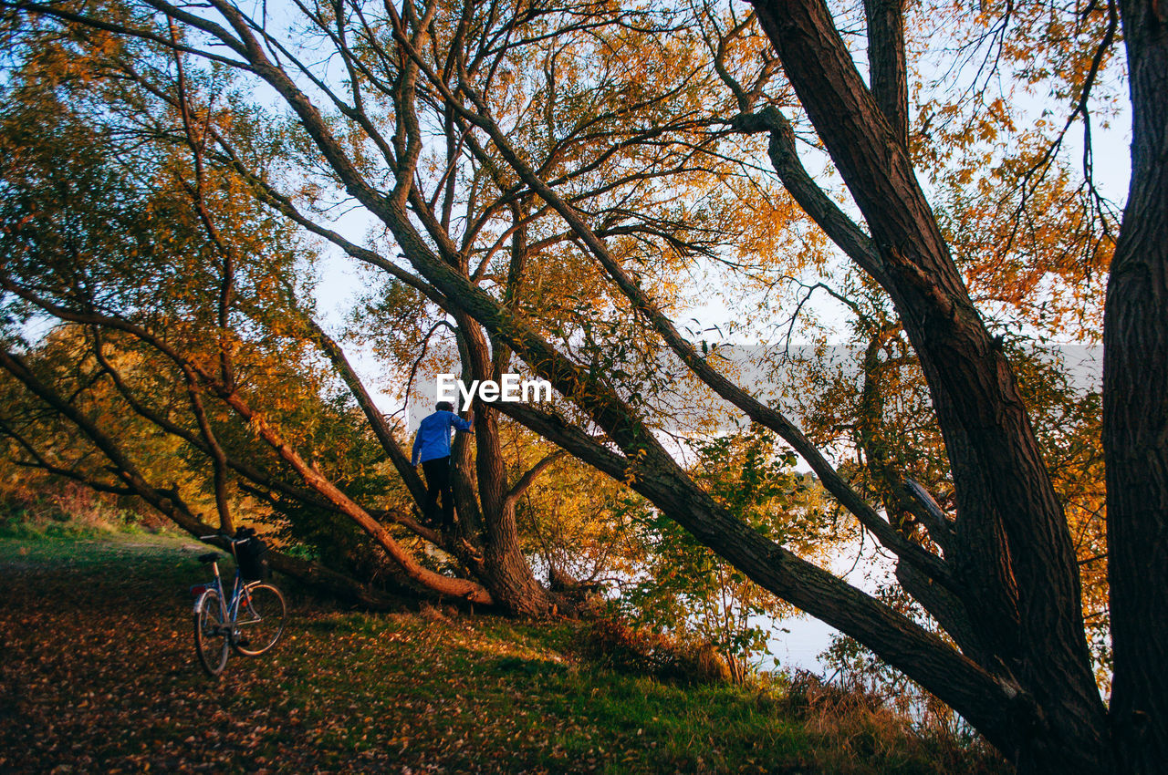 MAN BY TREE IN FOREST